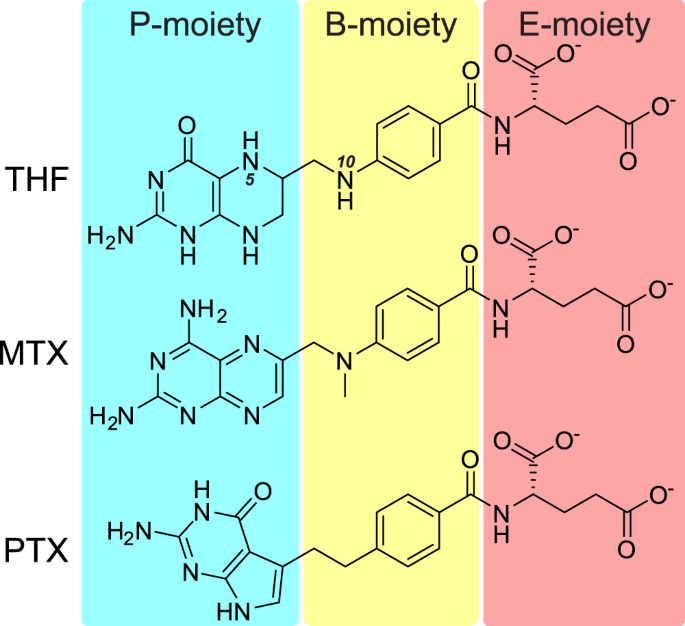 Structural Basis Of Methotrexate And Pemetrexed Action On Serine Hydroxymethyltransferases Revealed Using Plant Models Scientific Reports