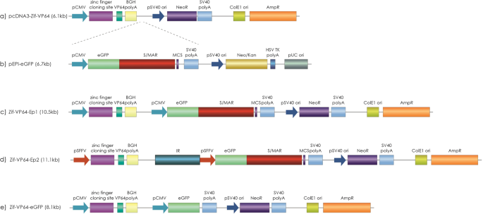 Episomal Vectors Based On S Mar And The B Globin Replicator Encoding A Synthetic Transcriptional Activator Mediate Efficient G Globin Activation In Haematopoietic Cells Scientific Reports