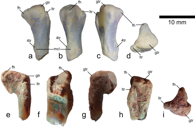High-latitude neonate and perinate ornithopods from the mid-Cretaceous of  southeastern Australia | Scientific Reports