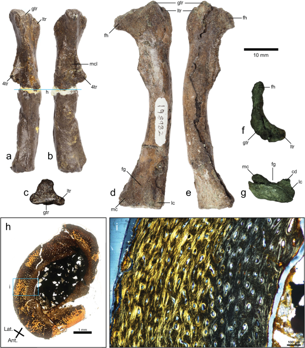 High-latitude neonate and perinate ornithopods from the mid-Cretaceous of  southeastern Australia | Scientific Reports