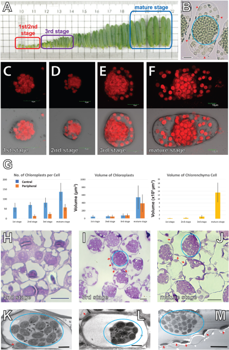 Electron Tomography Analysis Of Thylakoid Assembly And Fission In Chloroplasts Of A Single Cell C4 Plant Bienertia Sinuspersici Scientific Reports