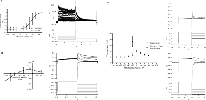 Mitragynine, an euphoric compound inhibits hERG1a/1b channel current and upregulates the complexation of hERG1a-Hsp90 in HEK293-hERG1a/1b cells | Scientific Reports Mitragynine, an euphoric compound inhibits hERG1a/1b channel current and upregulates the complexation of hERG1a-Hsp90 in HEK293-hERG1a/1b cells | Scientific Reports
