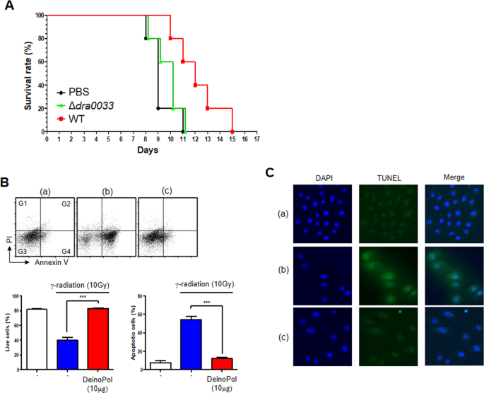 A new perspective on radiation resistance based on Deinococcus