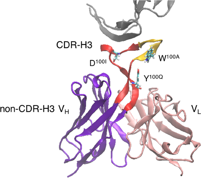 Effects Of A Remote Mutation From The Contact Paratope On The Structure Of Cdr H3 In The Anti Hiv Neutralizing Antibody Pg16 Scientific Reports