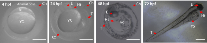 Zebrafish structural development in Mueller-matrix scanning microscopy