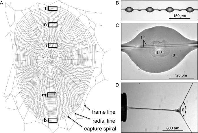 Spiderwebs and spider silk, explained