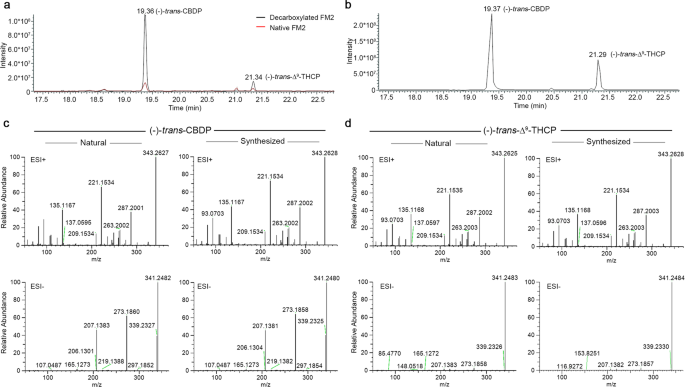 Scientists Discover a New Cannabinoid in Cannabis sativa: Δ9-THCP