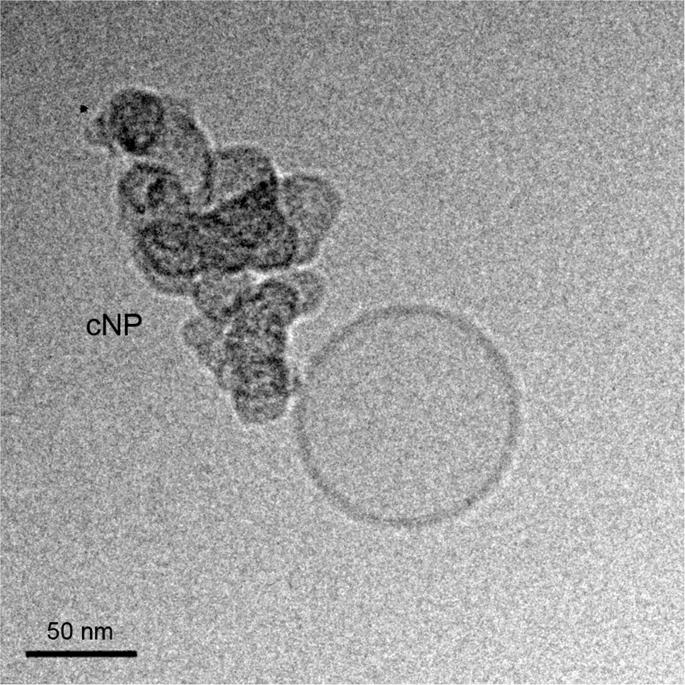 Photoacoustic effect applied on model membranes and living cells: direct observation with multiphoton excitation microscopy and long-term viability analysis