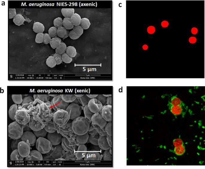 Culture Independent And Culture Dependent Analyses Of The Bacterial Community In The Phycosphere Of Cyanobloom Forming Microcystis Aeruginosa Scientific Reports