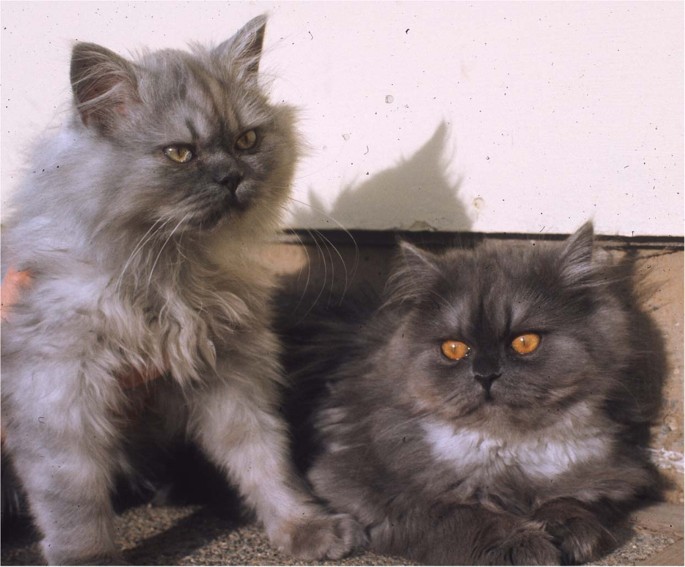 52 HQ Photos Persian Kittens San Diego : Bblu3hap5 Ohlm