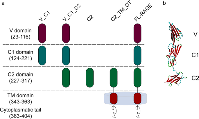 Enhanced oligomerization of full-length rage by synergy of the interaction of its domains