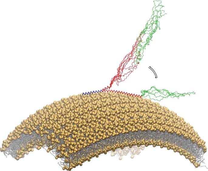 c terminus synuclein lipid binding The N-terminal Acetylation of α-Synuclein Changes the Affinity for Lipid  Membranes but not the Structural Properties of the Bound State
