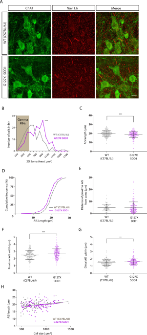 Shorter axon initial segments do not cause repetitive firing impairments in the adult presymptomatic g127x sod-1 amyotrophic lateral sclerosis mouse