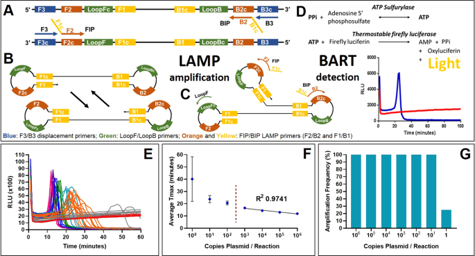 Full Dynamic Range Quantification using Loop-mediated Amplification (LAMP)  by Combining Analysis of Amplification Timing and Variance between  Replicates at Low Copy Number | Scientific Reports