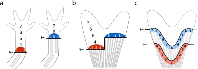 Regrowth Of Zebrafish Caudal Fin Regeneration Is Determined By The Amputated Length Scientific Reports