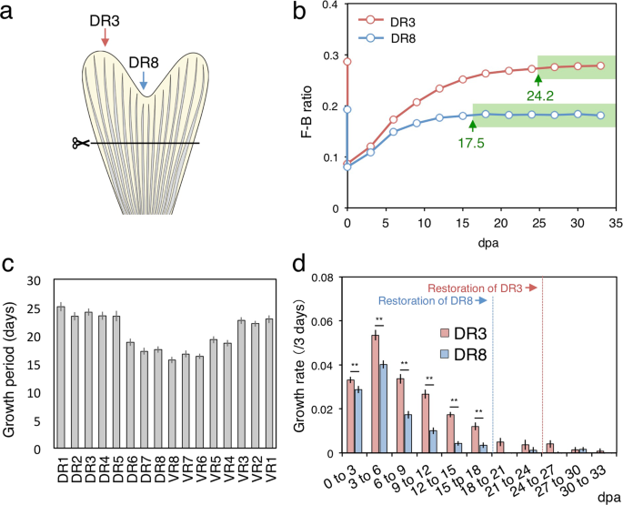 Recent advancements in understanding fin regeneration in zebrafish -  Sehring - 2020 - WIREs Developmental Biology - Wiley Online Library