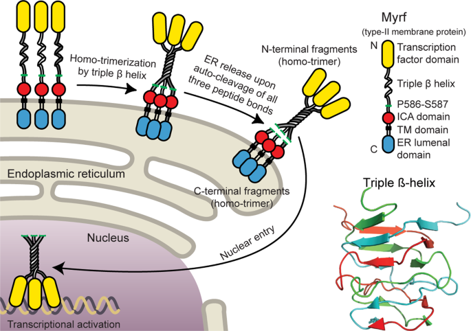 Myelin regulatory factor