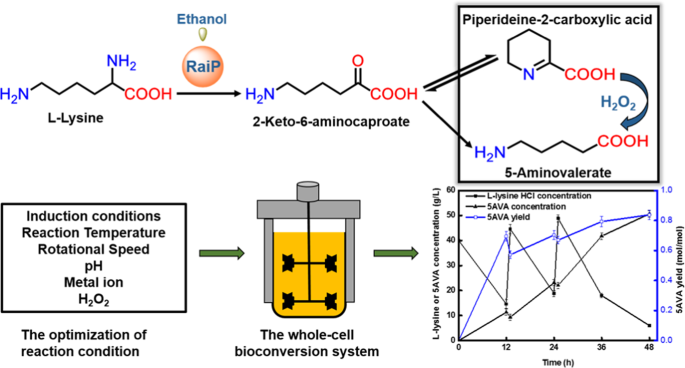 Efficient Whole Cell Catalysis For 5 Aminovalerate Production From L Lysine By Using Engineered Escherichia Coli With Ethanol Pretreatment Scientific Reports