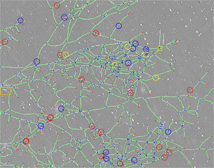 Stapes morphology (based on Hydropotes inermis NMB 9892). (A