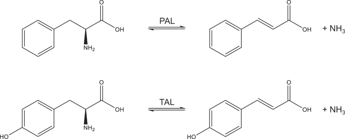 Exploring the therapeutic potential of modern and ancestral phenylalanine/ tyrosine ammonia-lyases as supplementary treatment of hereditary  tyrosinemia | Scientific Reports