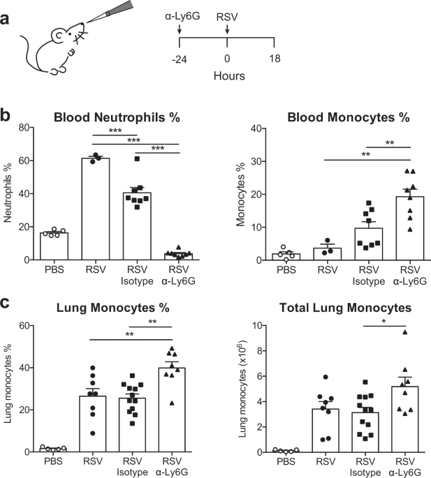 Neutrophils Do Not Impact Viral Load Or The Peak Of Disease Severity During Rsv Infection Scientific Reports