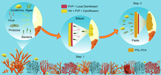 Treatment of Coral Wounds by Combining an Antiseptic Bilayer Film ...