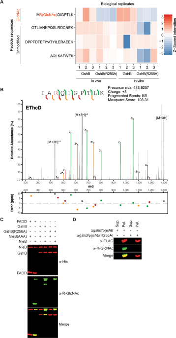 An intra-bacterial activity for a t3ss effector
