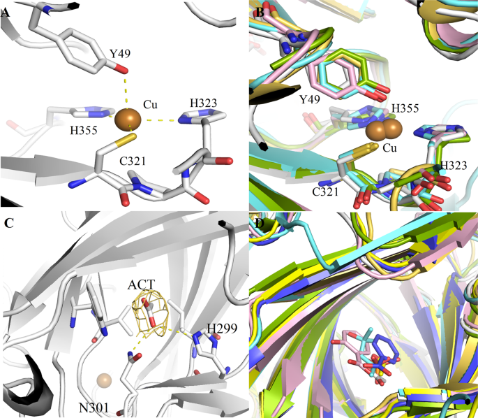 Crystal structures of recombinant and native soybean β‐conglycinin