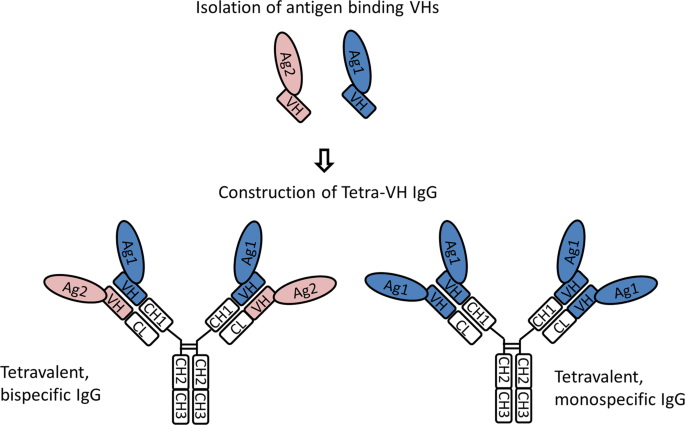 A bispecific IgG format containing four independent antigen binding sites |  Scientific Reports