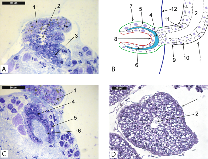 Specialized structures on the border between rhizocephalan parasites and their host’s nervous system reveal potential sites for host-parasite interact