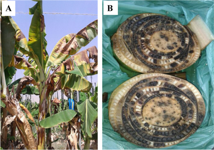 The origin and current situation of Fusarium oxysporum f. sp. cubense  tropical race 4 in Israel and the Middle East | Scientific Reports