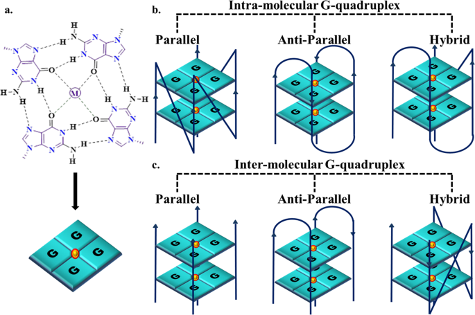 Identification And Characterization Of Two Conserved G Quadruplex Forming Motifs In The Nipah Virus Genome And Their Interaction With G Quadruplex Specific Ligands Scientific Reports