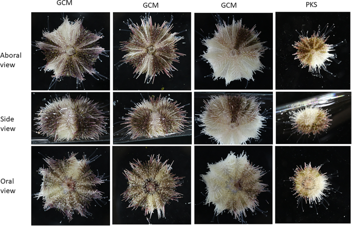 Mutated Sea Urchin