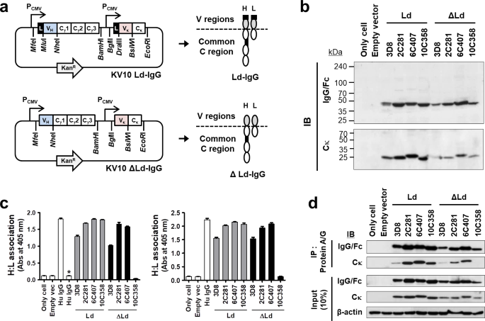 Assembly and Folding Properties of Cytosolic IgG Intrabodies | Scientific  Reports