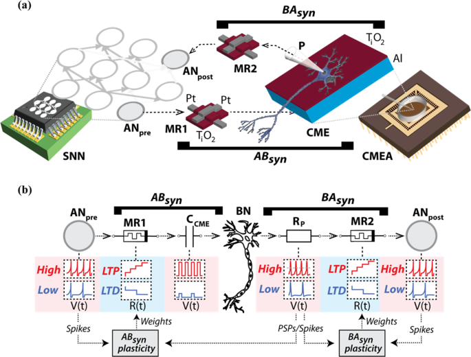 Frontiers  Synaptic Plasticity in Memristive Artificial Synapses