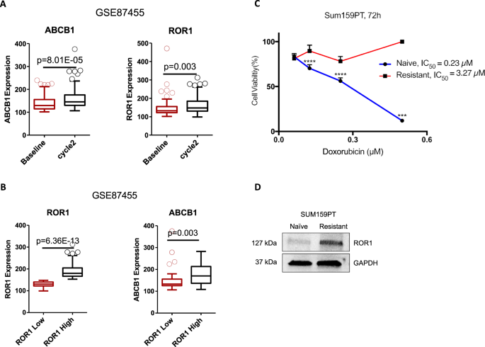 ROR1 regulates chemoresistance in Breast Cancer via modulation of drug  efflux pump ABCB1 | Scientific Reports