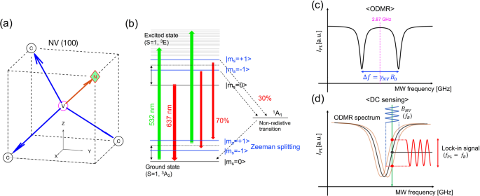 Magnetometer With Nitrogen Vacancy Center In A Bulk Diamond For Detecting Magnetic Nanoparticles In Biomedical Applications Scientific Reports