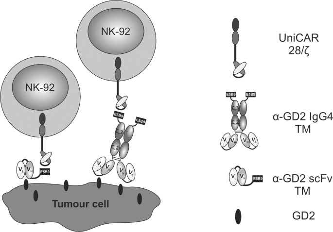Unicar Modified Off The Shelf Nk 92 Cells For Targeting Of Gd2 Expressing Tumour Cells Scientific Reports