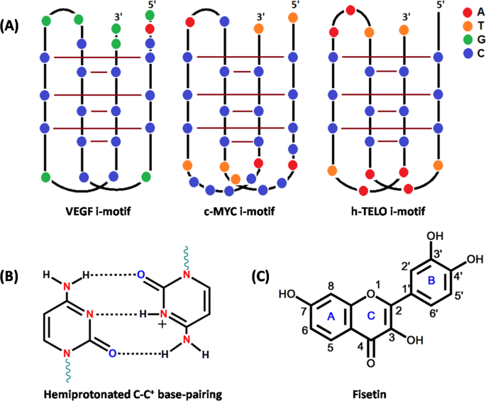 Preferential Targeting Cancer Related I Motif Dnas By The Plant Flavonol Fisetin For Theranostics Applications Scientific Reports