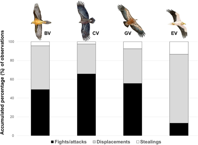 Humans may face grave consequences if vultures disappear