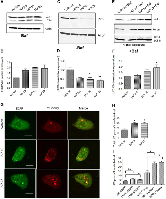 intestinal alkaline phosphatase increased glutathione ncbi Exerts Anti-Inflammatory Effects Against Lipopolysaccharide by Inducing Autophagy BELO Glutathione with Collagen Cleanses & Detox Version:#Hyaluronic Acid Tox Boosting Ampoule 30ml