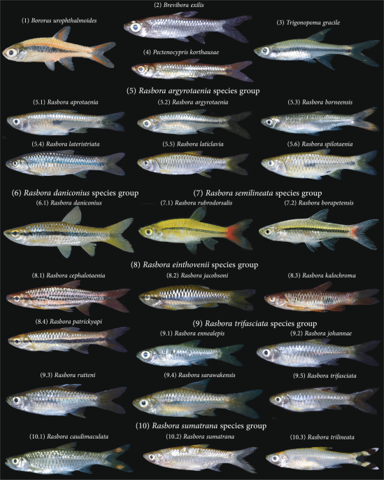 Disentangling the taxonomy of the subfamily Rasborinae (Cypriniformes,  Danionidae) in Sundaland using DNA barcodes | Scientific Reports
