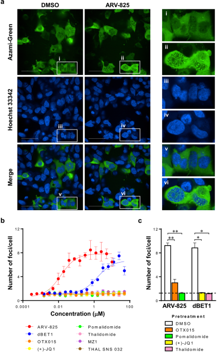 Characterization of cereblon-dependent targeted protein degrader by visualizing the spatiotemporal ternary complex formation in cells