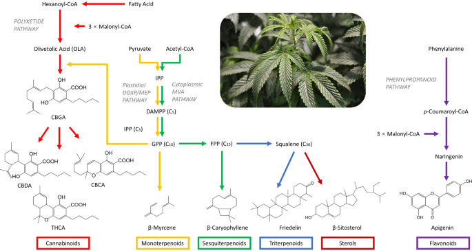 https://media.springernature.com/m685/springer-static/image/art%3A10.1038%2Fs41598-020-60172-6/MediaObjects/41598_2020_60172_Fig1_HTML.png