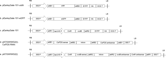 Establishment and optimization of a hemp (Cannabis sativa L.) agroinfiltration system for gene expression and silencing studies