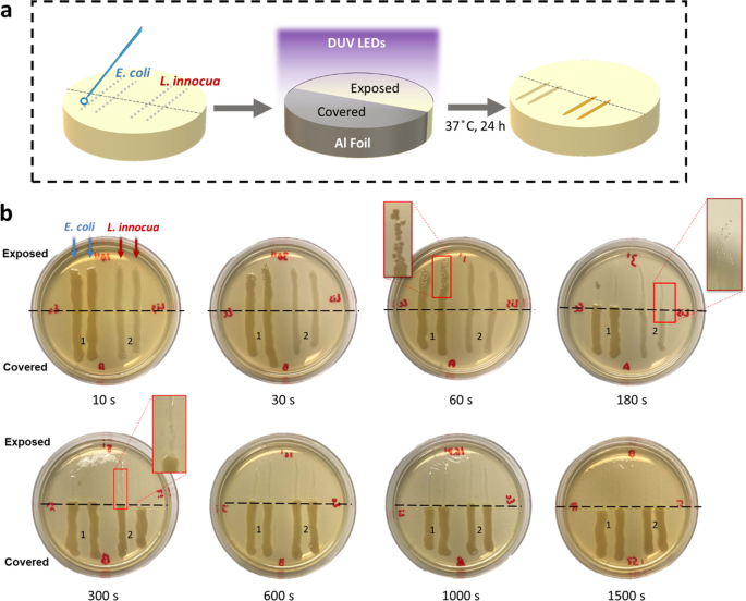 Inactivation Of Listeria And E Coli By Deep Uv Led Effect Of Substrate Conditions On Inactivation Kinetics Scientific Reports