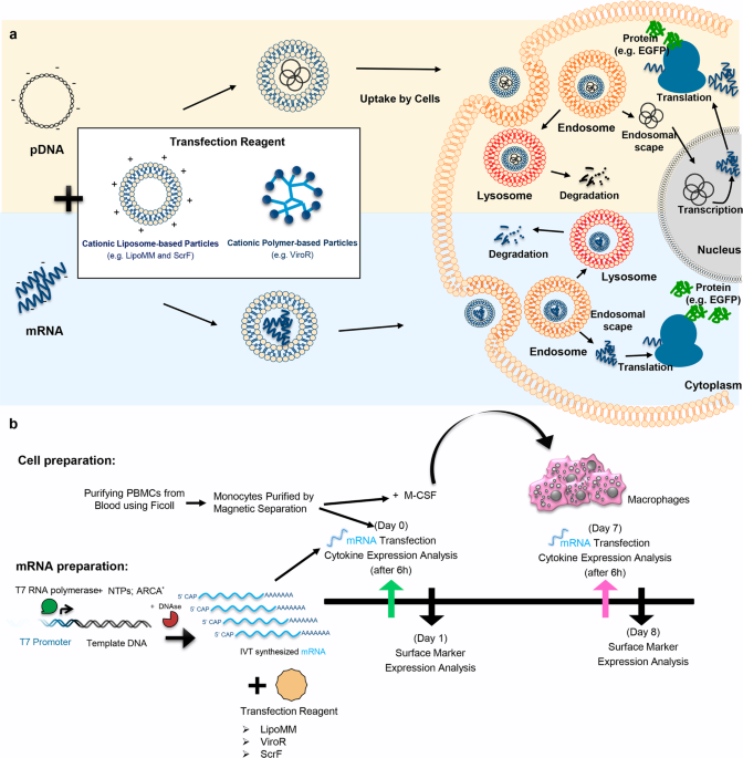 mrna transfection induced activation of