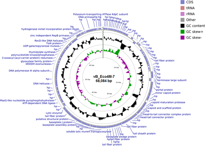 Characterization Of A Bacteriophage, Vb_Eco4M-7, That Effectively Infects  Many Escherichia Coli O157 Strains | Scientific Reports Characterization Of A Bacteriophage, Vb_Eco4M-7, That Effectively Infects  Many Escherichia Coli O157 Strains | Scientific Reports