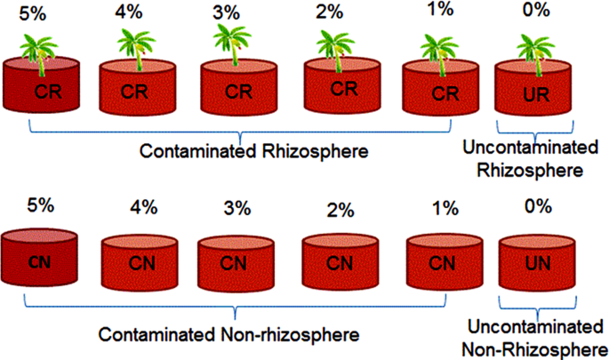 Rhizodegradation of petroleum oily sludge-contaminated soil using cajanus cajan increases the diversity of soil microbial community