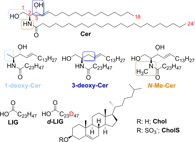 Behavior Of 1 Deoxy 3 Deoxy And N Methyl Ceramides In Skin Barrier Lipid Models Scientific Reports Behavior Of 1 Deoxy 3 Deoxy And N Methyl Ceramides In Skin Barrier Lipid Models Scientific Reports
